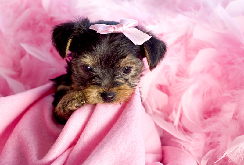 Yorkshire Terrier Puppy with Pink Background